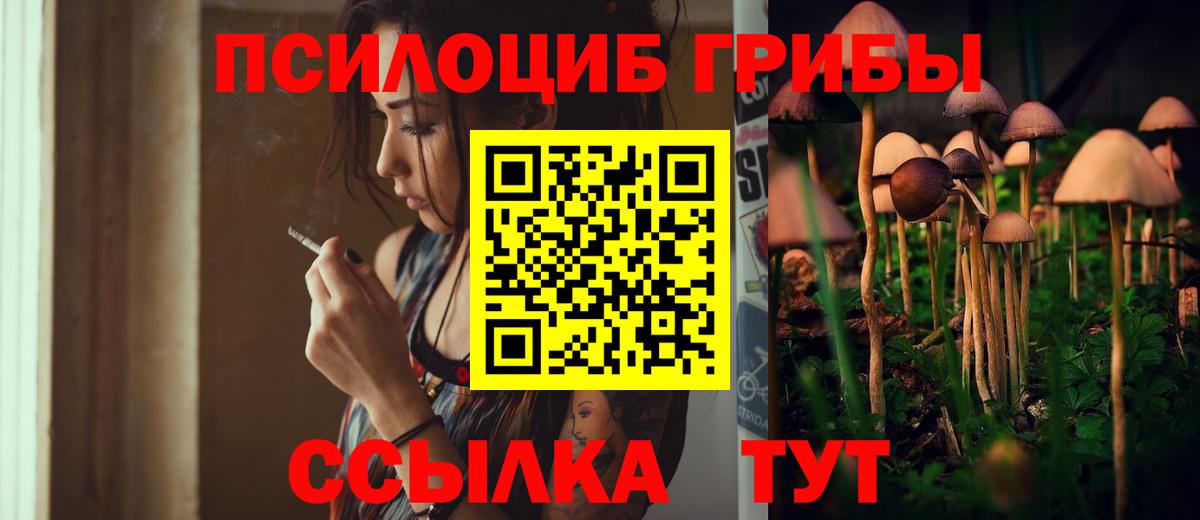 Псилоцибиновые грибы Psilocybe Гурьевск